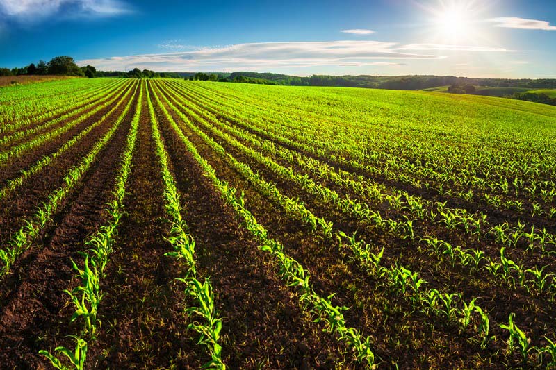 mezőgazdasági bérmunka