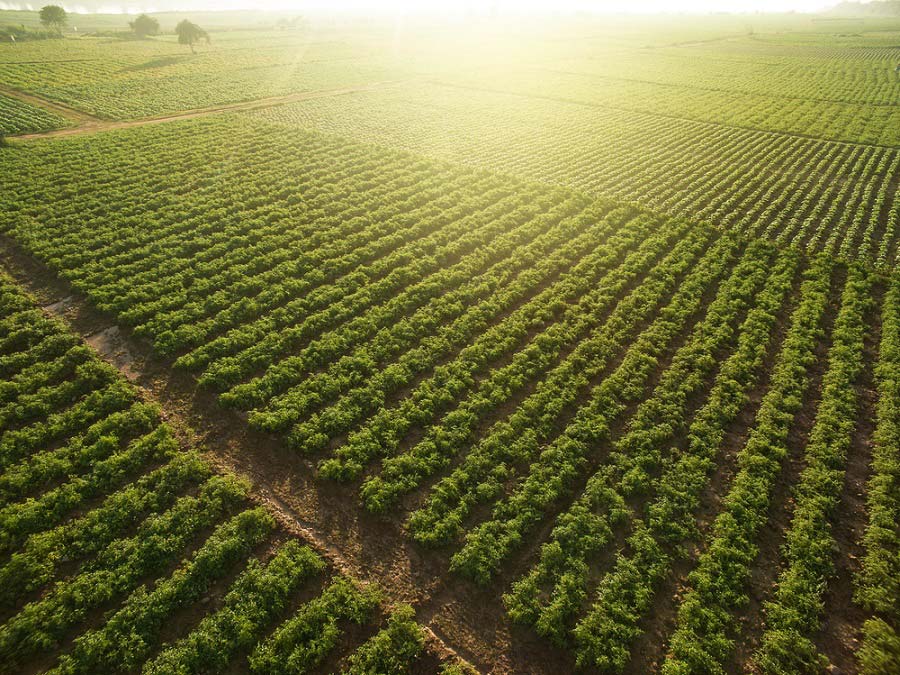 vetőmag termeltetés