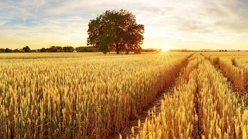 vetőmag termeltetés