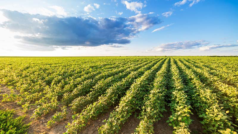 vetőmag termeltetés