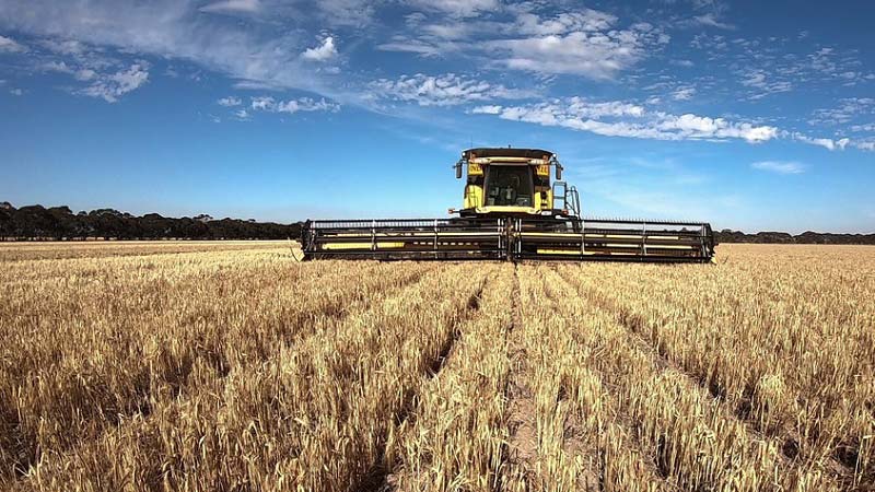 vetőmag termeltetés