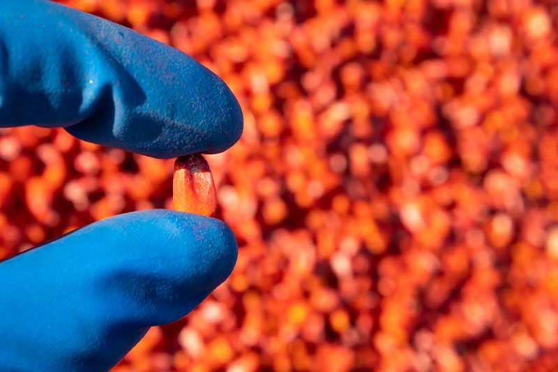 vetőmag feldolgozás