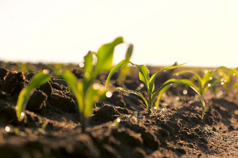 vetőmag termeltetés