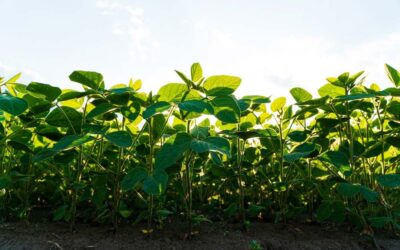 Vetőmag termeltetés: ezeket jó tudni a szójáról