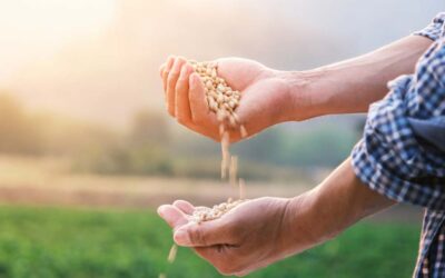 Megbízható megoldás az eredményes munkához: vetőmag bérfeldolgozás