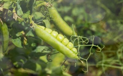 Borsó vetőmag termeltetés: hasznos tudnivalók az eredményes munkához