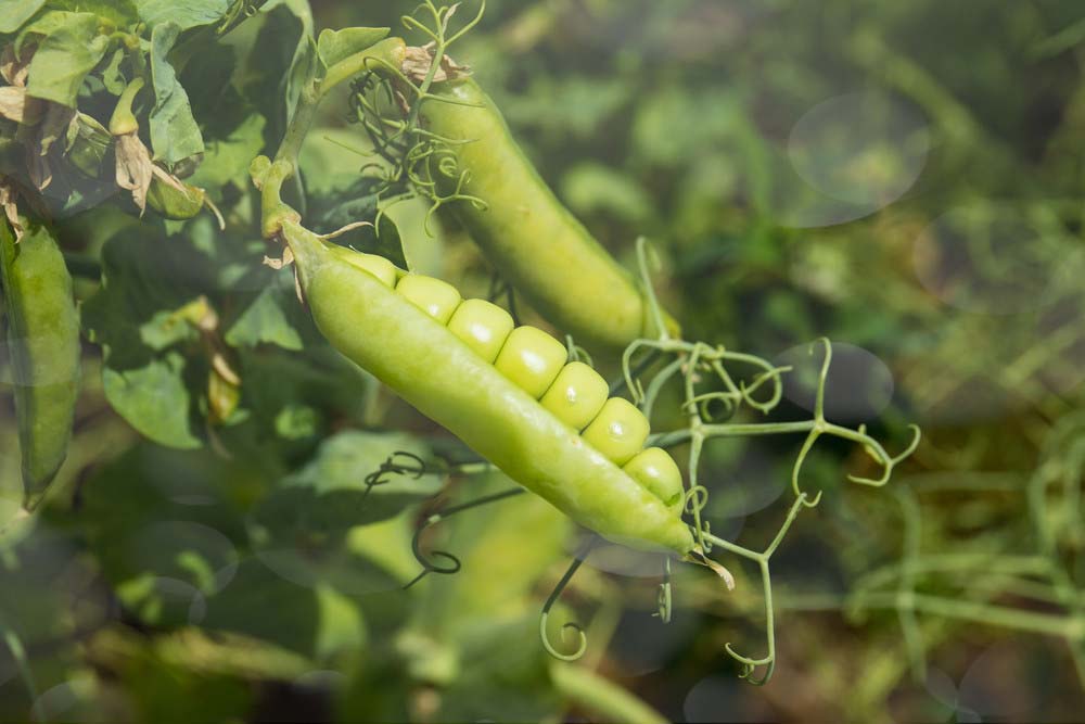 Borsó vetőmag termeltetés: hasznos tudnivalók az eredményes munkához