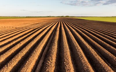 Vetőmag termeltetés: partneri kapcsolat a siker érdekében