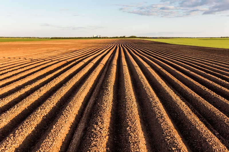 Vetőmag termeltetés: partneri kapcsolat a siker érdekében
