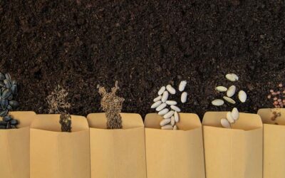 Vetőmag előállítás a sikeres vállalkozás és az egészség érdekében