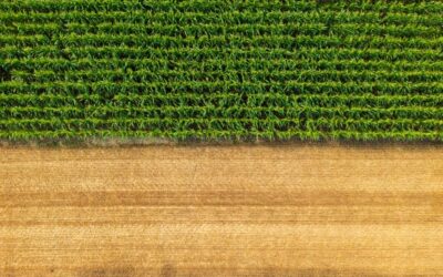 Vetőmag bérfeldolgozás: a pohánka termesztése