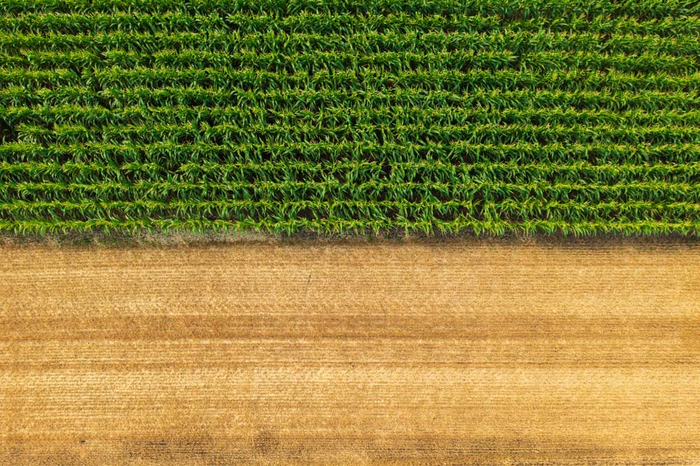 Vetőmag bérfeldolgozás: a pohánka termesztése