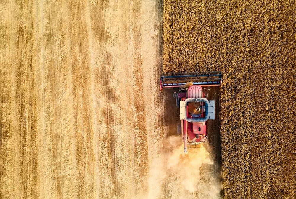 Partnereket keresünk vetőmag feldolgozásához