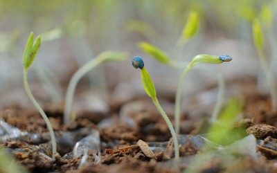 Vetőmag-előállítás: válasszon bennünket partneréül!