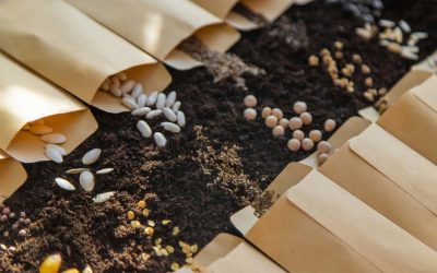 Mi alapján válogatják a vetőmagokat?