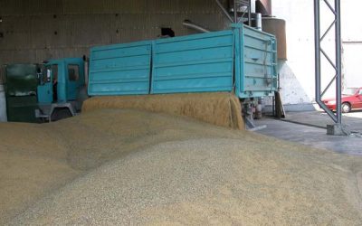 A vetőmag jövője: milyen nehézségek merülhetnek fel az élelmiszerellátásban?