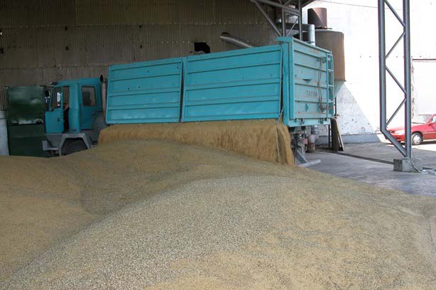 A vetőmag jövője: milyen nehézségek merülhetnek fel az élelmiszerellátásban?