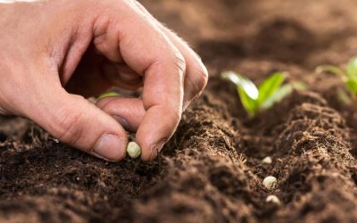 A bükköny termesztésének lehetőségei – Miért fontos a kiváló vetőmag?