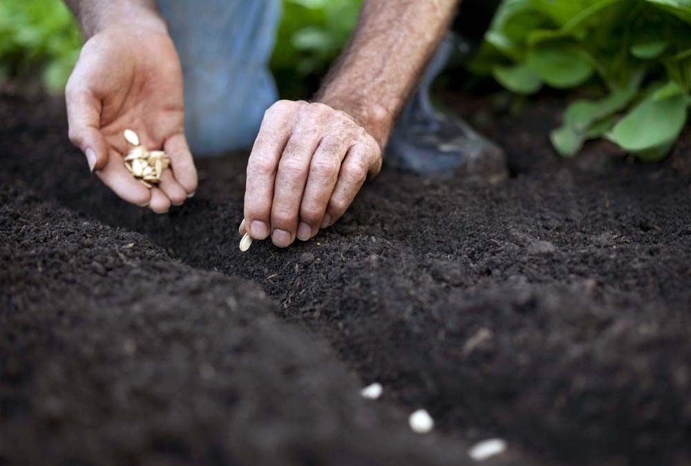 Kihívások és megoldások – Miért fontos a vetőmag előállítás?
