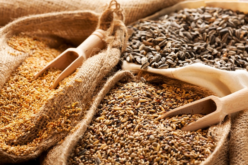 Vetőmag-előállítás és vetőmag-feldolgozás: a minőségi termények alapja