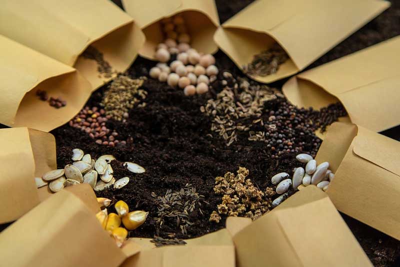 Vetőmag-bérfeldolgozás – a minőségi vetőmagért