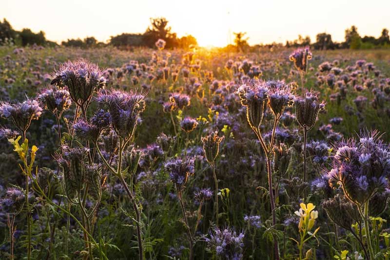 A facélia termesztése hálás feladat