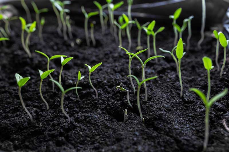 Vetőmag-előállítás – a sikeres mezőgazdaság alapja